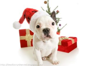 Shelter Closed for Staff Holiday Luncheon