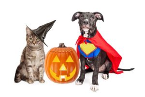 Trick or Treat at the Shelter @ Humane Society of Carroll County | Westminster | Maryland | United States