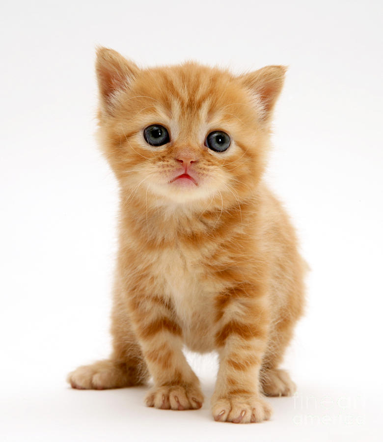 Frequently Asked Questions about Kitten Fostering