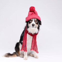 Keeping Pets Safe During Winter Weather by Iris Katz