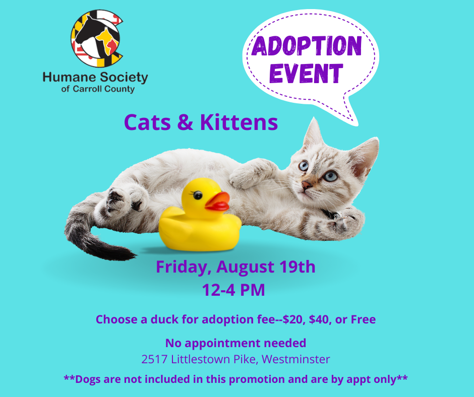 Cat And Kitten Adoption Event Humane Society Of Carroll County 9426