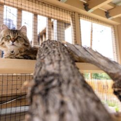 Reducing Your Pet’s Stress and Anxiety with a Catio