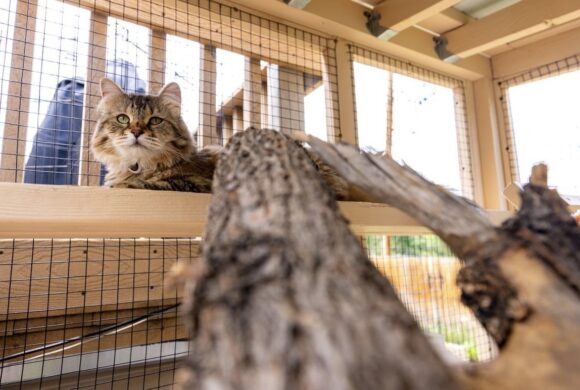 Reducing Your Pet’s Stress and Anxiety with a Catio