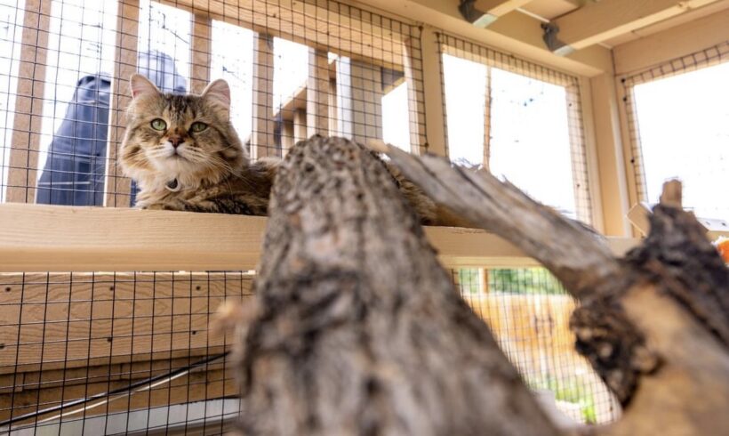 Reducing Your Pet’s Stress and Anxiety with a Catio