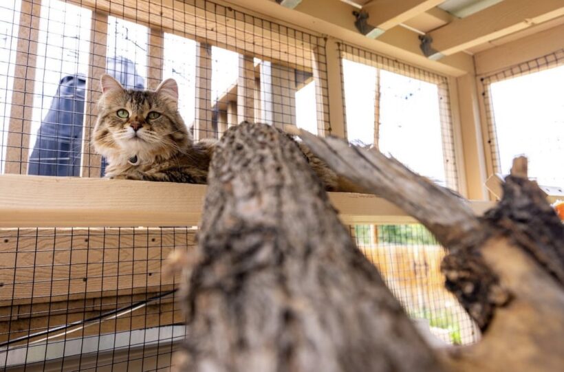 Reducing Your Pet’s Stress and Anxiety with a Catio